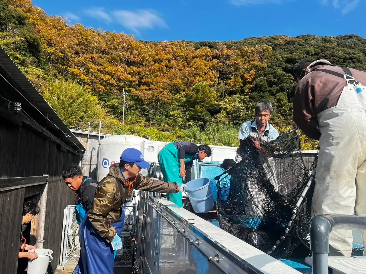 【株式会社Smolt】 高瀬水産、4,000尾規模で「さいき桜サーモン」を生産開始、Smoltの高温耐性サーモン種苗「サクラマス」を5年連続導入