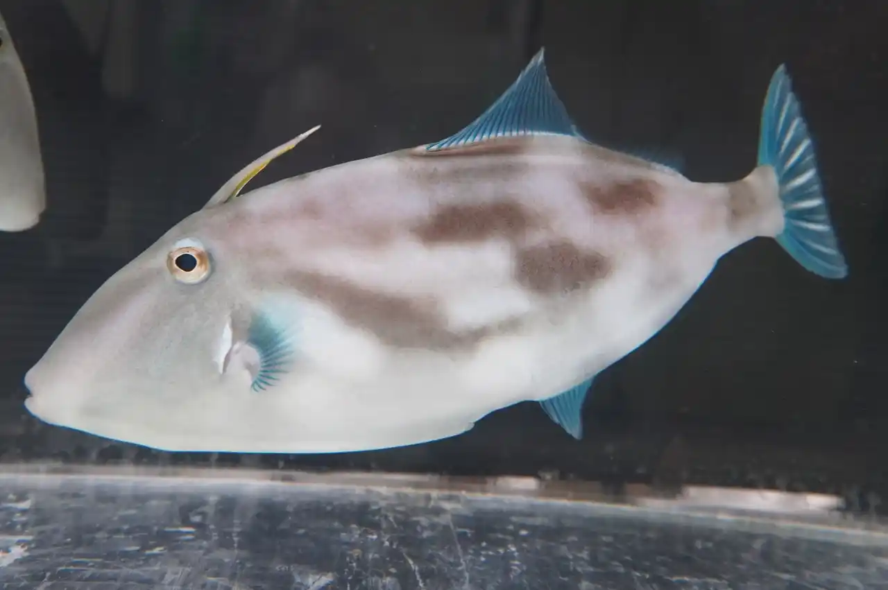 百貨店のなかにある水族館スマートアクアリウム静岡「干支展２０２6～午～」 ウマにちなんだ魚を展示！