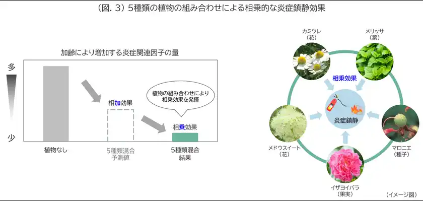 (図.3) 5種類の植物の組み合わせによる相乗的な炎症鎮静効果