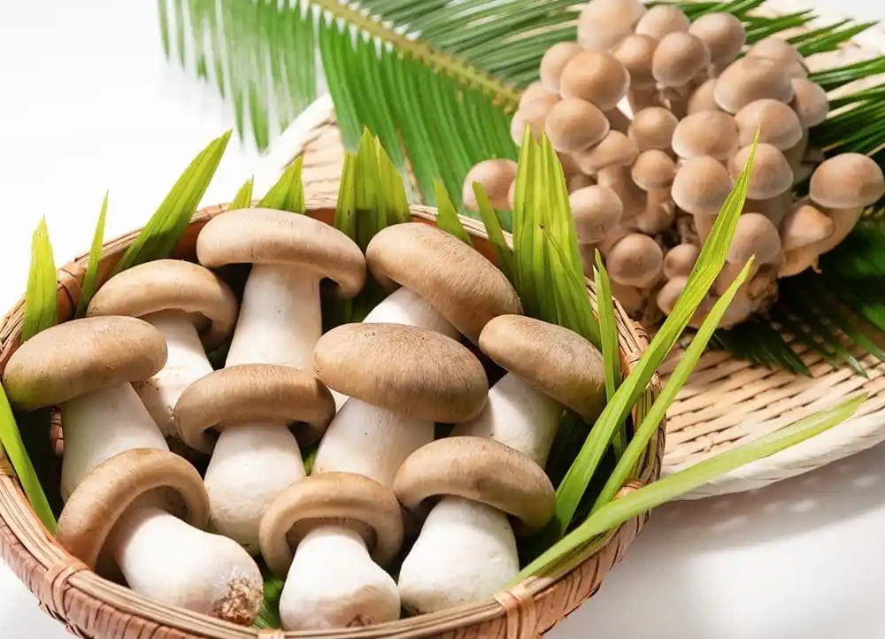 【野菜の日】JAL国際線ファーストクラスの機内食に京都伏見の農産物直売所「じねんと市場」で扱う京丹波の“大黒本しめじ”が採用