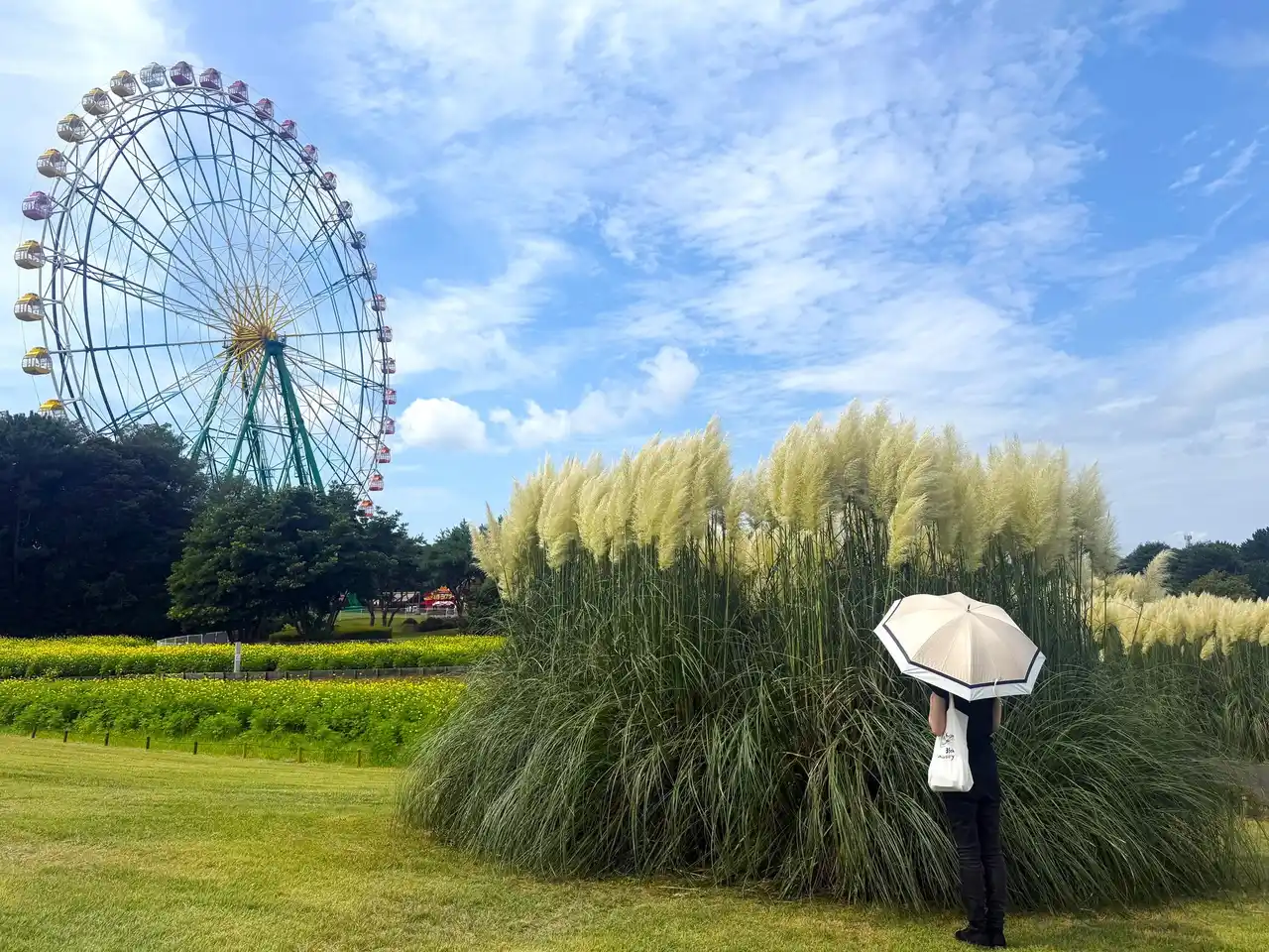 パンパスグラスが見頃を迎えました。（国営ひたち海浜公園）