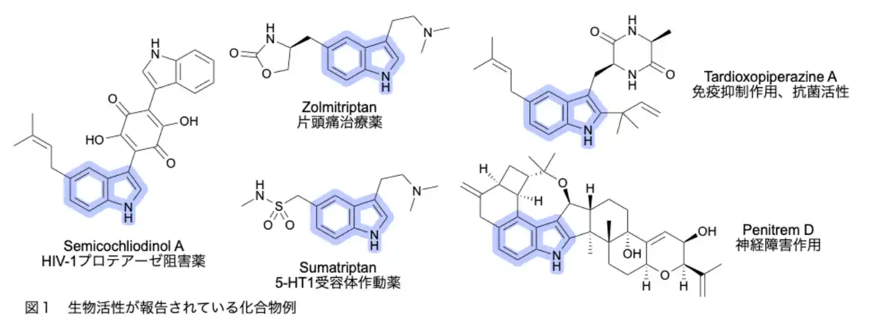 【国立大学法人千葉大学】 銅を使って医薬合成の効率化に貢献―狙った位置を修飾できる新反応を開発―