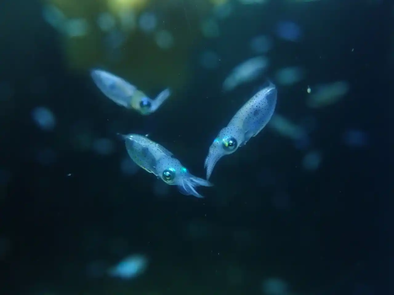 【株式会社四国水族館開発】 四国水族館でアオリイカの稚イカを展示しています