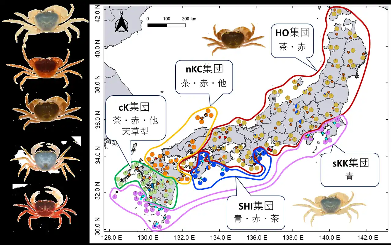 【摂南大学】ゲノムから探るサワガニの複雑な分布と進化史