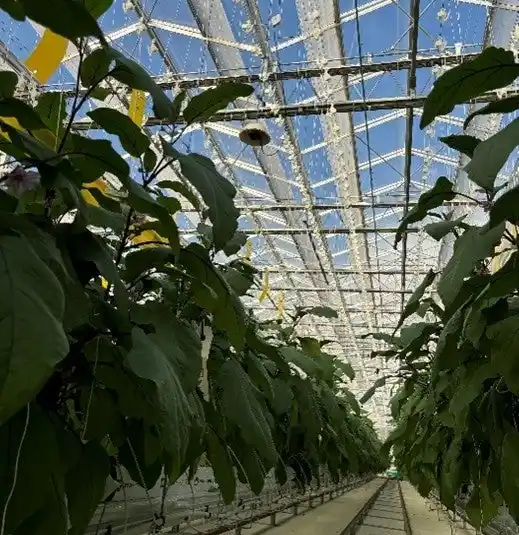 【トヨタテクニカルディベロップメント株式会社】 「夜間温度むら解析サービス」全国展開へ向け、全農と実証実験を開始