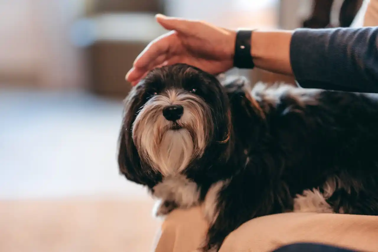 【山口・川棚温泉の温泉旅館】愛犬とともに食事を楽しむ「わんファミリー留狗留（るくる）」が11月11日にオープン