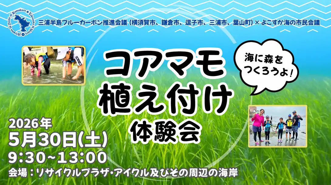 【横須賀市】 三浦半島4市1町ブルーカーボンプロジェクト「コアマモ植え付け体験会」開催！