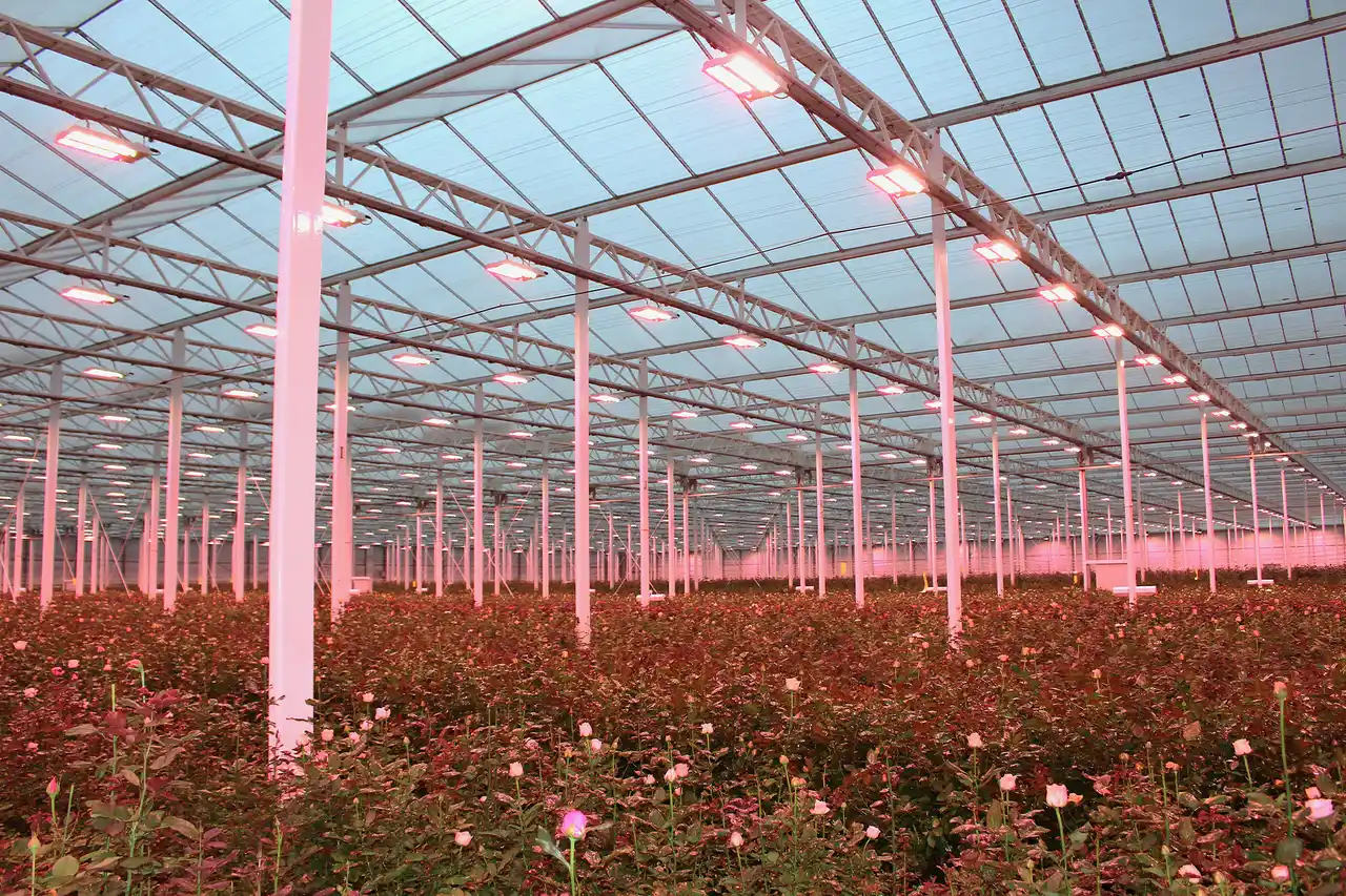 シグニファイ、クニエダ株式会社へ植物育成用LED照明を納入。最適な光を照射し、効率良く安定した周年栽培・さらなる収穫量の向上を狙う