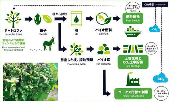 【栗林商船株式会社】 栗林商船、非可食作物ジャトロファ由来のバイオ燃料サプライチェーンに関する事業化調査に共同参画
