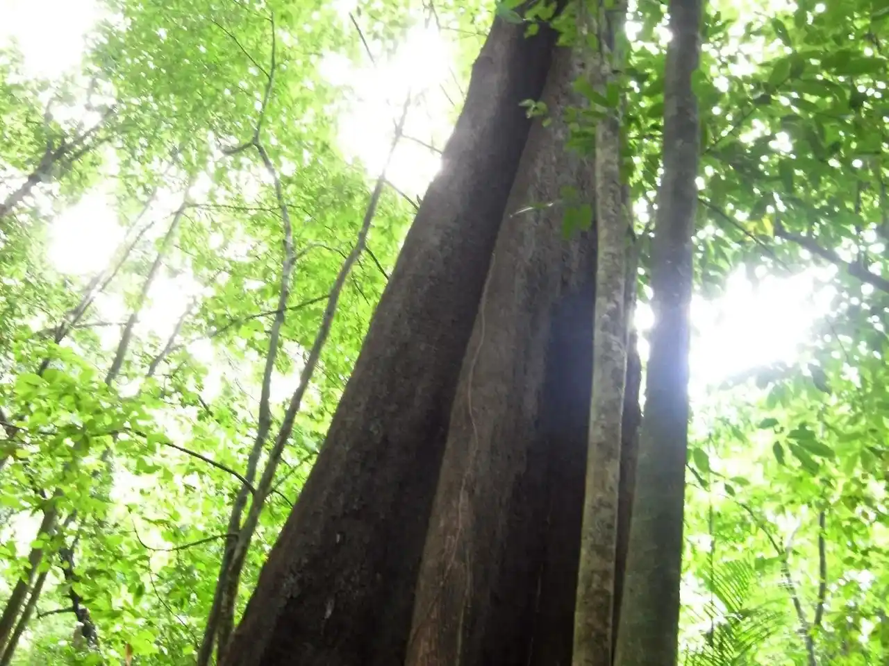 【goooods株式会社】 B2B ECプラットフォーム「グッズ」で、古代マヤから伝わるスーパーフード「マヤナッツ」の取り扱いが開始されました