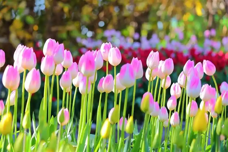 【江ノ島電鉄株式会社】 江の島サムエル・コッキング苑 の冬の風物詩「ウィンターチューリップ」が最後の開花