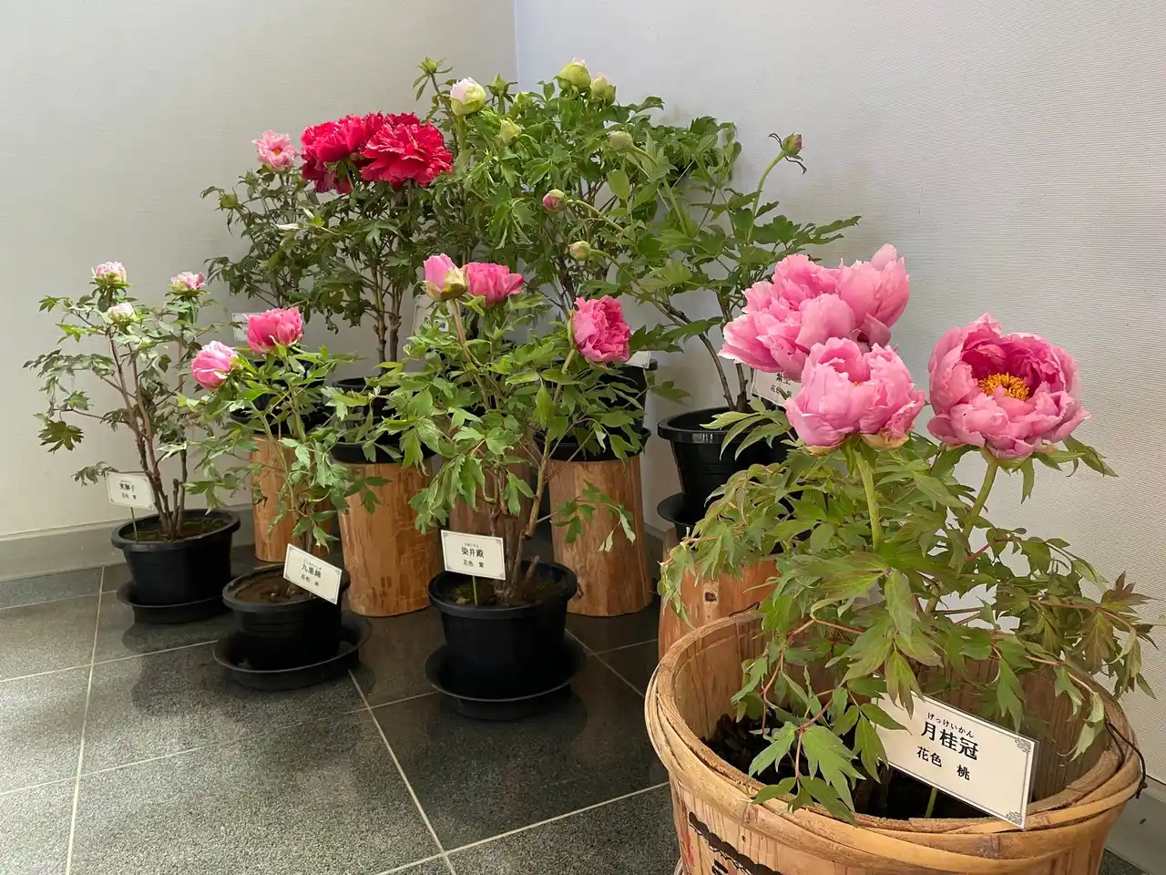 【株式会社小田急箱根】 新春恒例！「冬の牡丹展」を開催します！