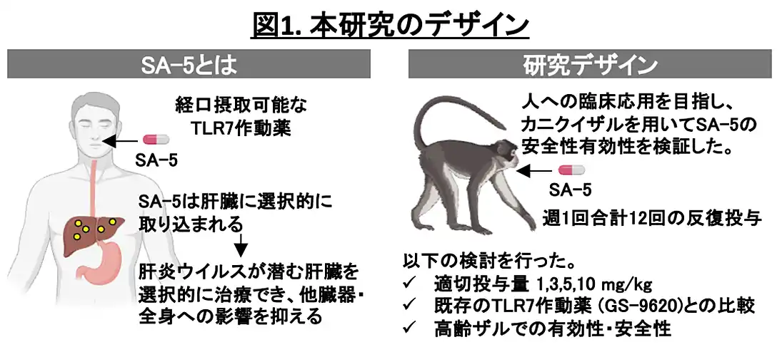 【NIBN】 新規TLR7アゴニスト「SA-5」の前臨床安全性と有効性を カニクイザルモデルで実証