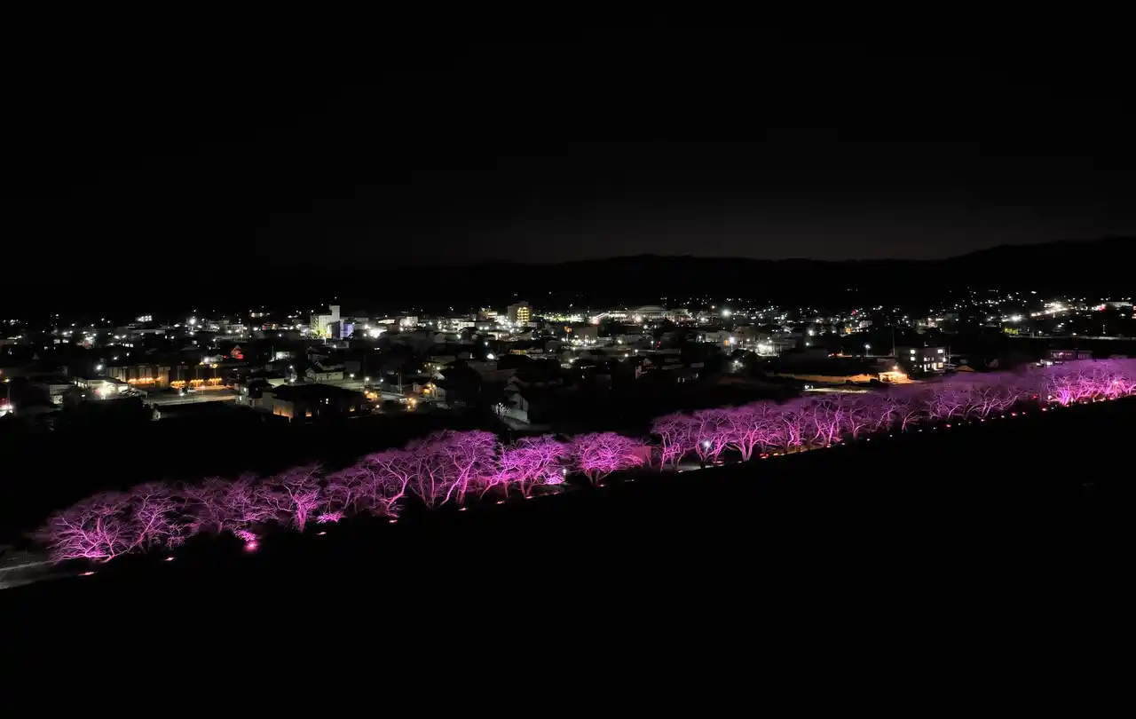 【福島県浪江町】 初開催！「冬桜回廊 ～光で紡ぐ幻想のリバーライン～」