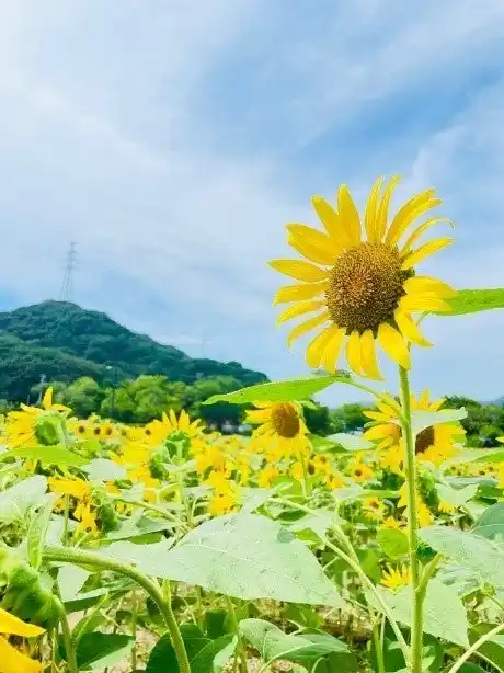 【徳島県　鳴門市役所】2025　鳴門市　ハマボウ・ヒマワリまつり