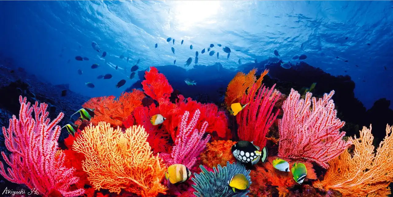 【株式会社求龍堂】 深いブルーに包まれた海底世界で繰り広げられる、命と色彩が奏でる愛のシンフォニー！「海中の色彩の発見者」伊東昭義による最新刊『奇跡の海物語　伊東昭義』が、8月20日刊行されました！