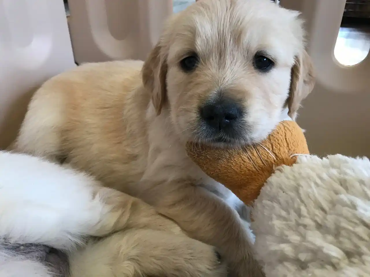 【緊急募集！】子犬を育てるボランティア！日本介助犬協会が募集開始
