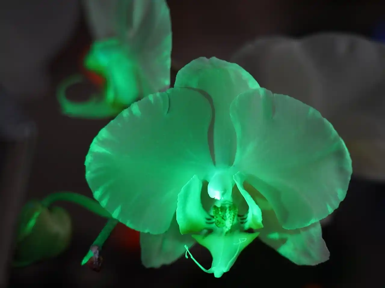 【株式会社東京ドーム】 【追加情報】「世界らん展2026‐花と緑の祭典‐」“世界に1株”、大好評「光るコチョウラン」の再展示が決定！世界的パティシエ・辻口博啓さん監修バニラスイーツも楽しめる！