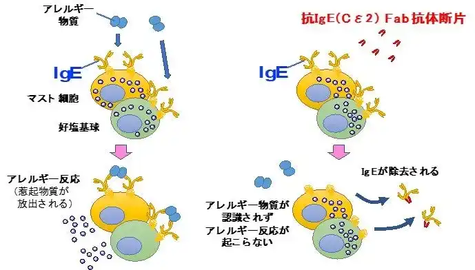 【学校法人 順天堂】 アレルギー物質の体内センサー(IgE)を除去する新規抗体医薬の発見