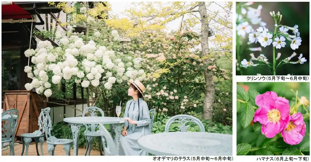 ROKKO森の音ミュージアム SIKIガーデンEarly Summer Season“Concerto”