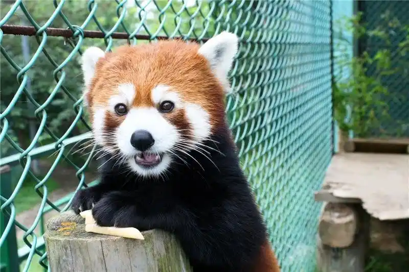 【一般社団法人　日本自動車連盟】 【JAF福島】東北サファリパークの入園料金が最大半額になるJAFアプリクーポンを配信開始しました