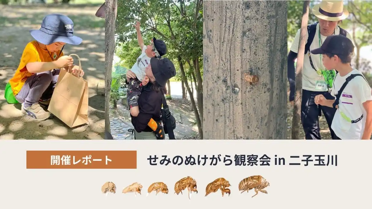 【開催レポート】インセクトマーケットワークショップ「せみのぬけがら観察会」