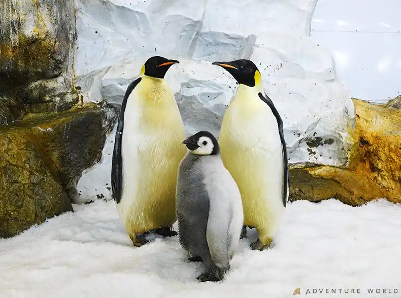 【アドベンチャーワールド】 世界初、エンペラーペンギンの人工授精で有精卵の確認に成功　種の保存と繁殖技術の確立に向けた大きな一歩