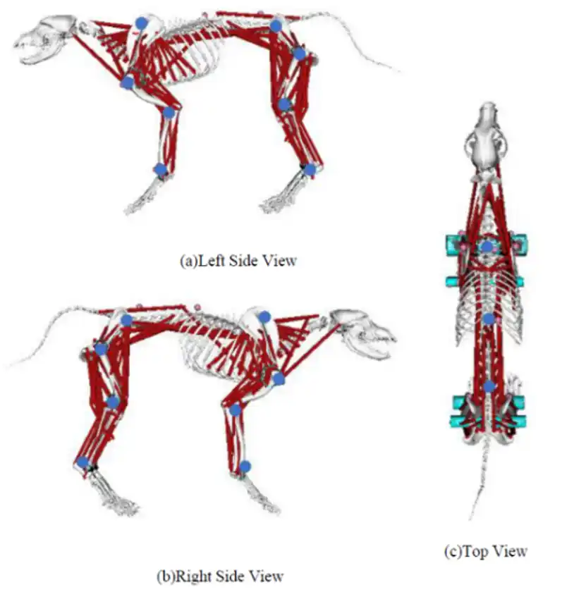 筋骨格モデルによるマーカー位置