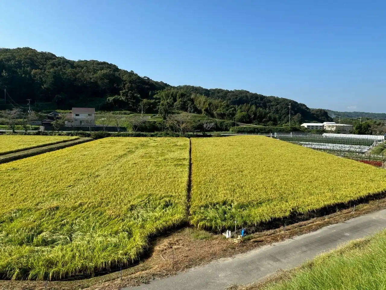 【株式会社リンク】 【猛暑による水稲の高温障害に備えて】農機具王 アグリスイッチが、“高温障害対策”の相談受付を強化中！