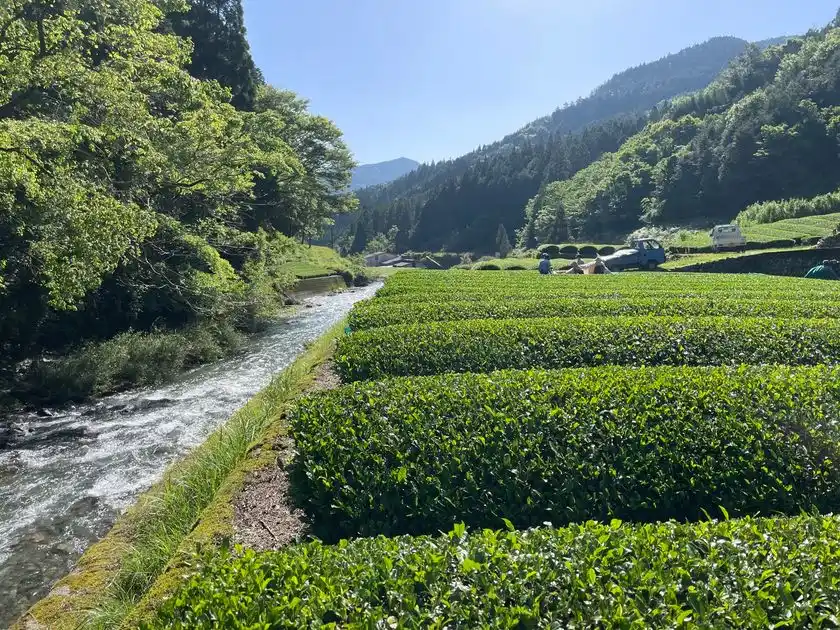 川辺川流域にある信國製茶さんの茶畑の横を流れる小川