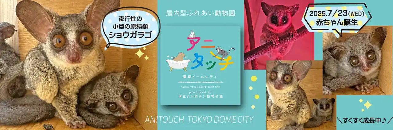 【株式会社伊豆シャボテン公園】 屋内型ふれあい動物園 「アニタッチ 東京ドームシティ」で2025年7月23日に、夜行性の小さなサル「ショウガラゴ」の赤ちゃんが誕生！