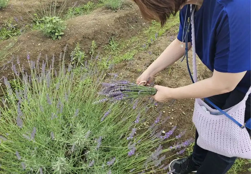 ラベンダーつみとり体験