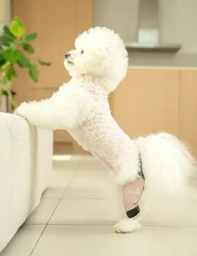 韓国発・犬体工学サポーター『Fitdog』、日本市場での高評価を受け、国内供給体制の「早期構築」を決定上半期中の拡大を目指す