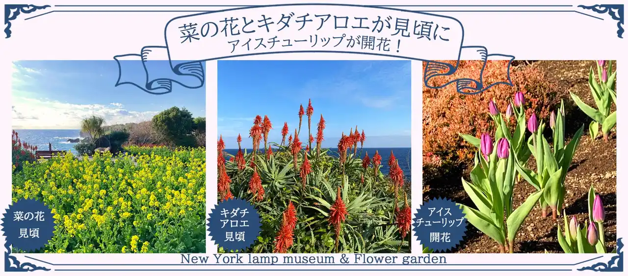 【株式会社伊豆シャボテン公園】 「アイスチューリップ」が開花！「菜の花」と「キダチアロエ」が見頃に！