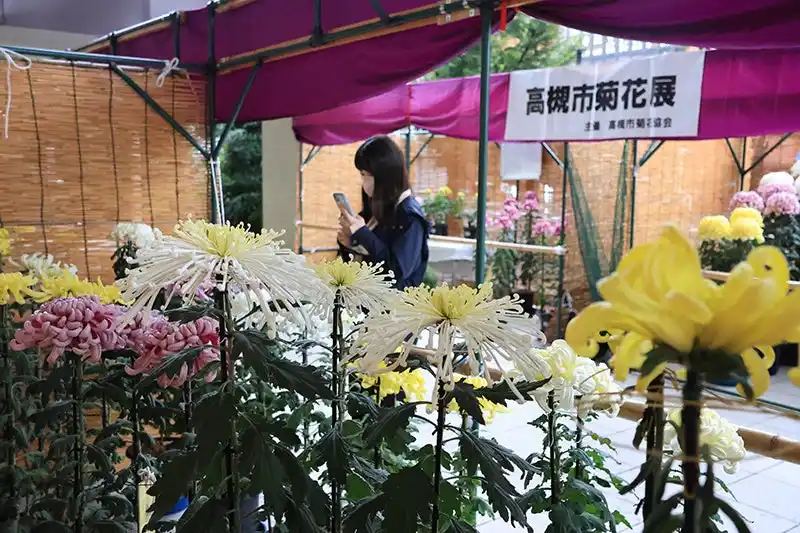 【高槻市】 秋の風物詩 菊花展を高槻市で開催