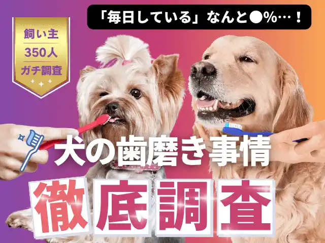 【株式会社エイト】 【飼い主350人に調査】愛犬の歯磨き、意外にも毎日派は●％！飼い主たちのリアルな工夫を紹介