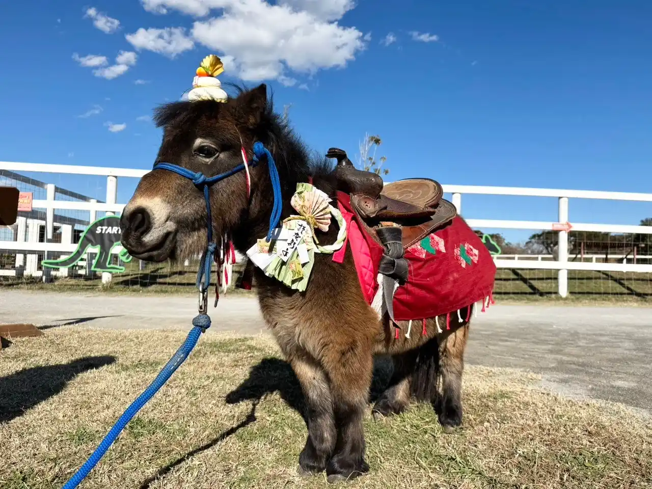 【横須賀・ソレイユの丘】元日から『開運爆上がりイベント』を開催。干支“午”との撮影会や、開運イエローに染まる菜の花畑と富士山の絶景を楽しめる！獅子舞や中国雑技団も登場。