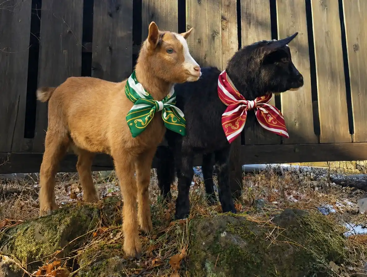 富士山麓で「ヤギのシツジ」がお出迎え。タロとジロ🐐が執事に就任！【ハンズアウトドアリゾート】