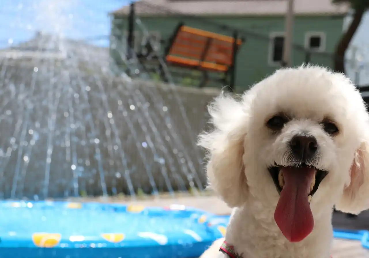 【株式会社IHS】 【茨城県大洗町・Doggy’s Coast Oarai】”ワンちゃん”と夏を楽しむ『Summer in Oarai with a Dog』開始しました！