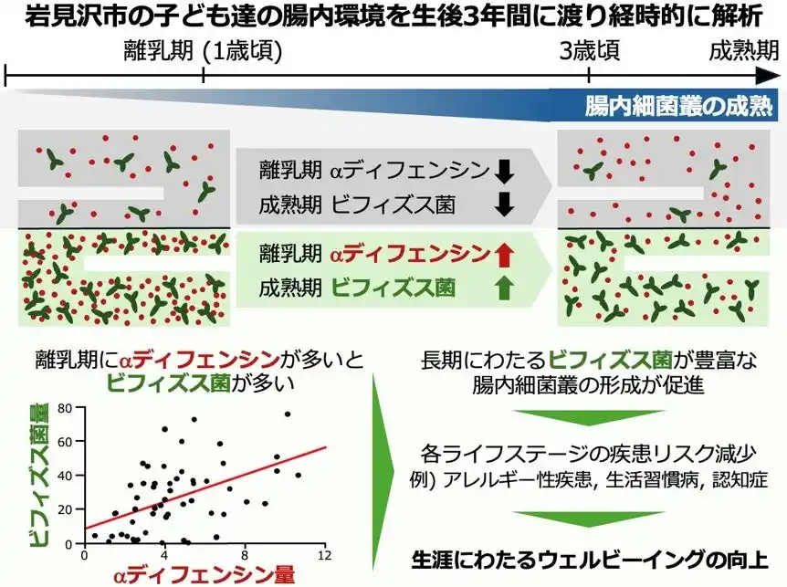 【森永乳業株式会社】 離乳期のαディフェンシンがビフィズス菌の定着を促すことを確認～乳幼児の腸内環境と将来の健康をつなぐ自然免疫の働きを解明～