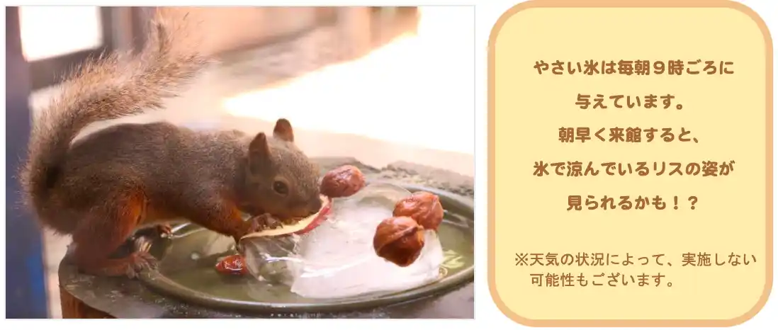 【株式会社 横浜八景島】 【仙台うみの杜水族館】夏本番！猛暑を乗り切る冷たいプレゼントで納涼『ニホンリスのやさい氷』【２０２５年８月１日（金）～２０２５年８月２４日（日）】
