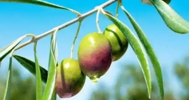 【DHC】 オリーブから生まれた新たな独自成分「オリーブ発酵液」を開発