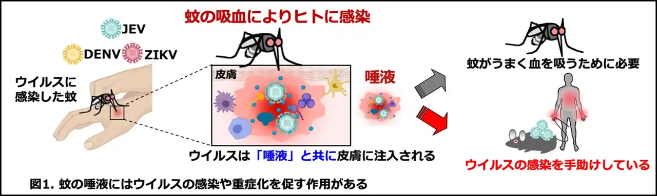 【学校法人 順天堂】 「蚊の唾液がウイルス感染を助ける！！」